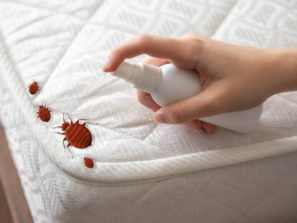 Best Affordable Pest Control Services  in Annandale, MN