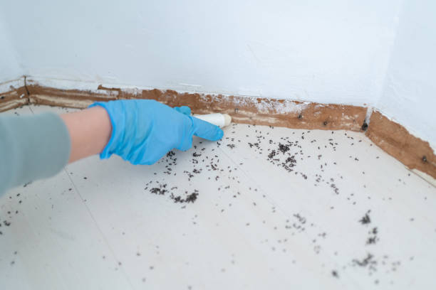 Best Pest Removal Services  in Annandale, MN